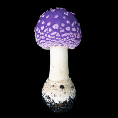 Psychedelic magic mushroom