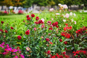 Dahlias blooming in garden or Tuileries, Paris, France