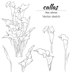 Set of calla lilies ink contour drawing, vector black and white sketch