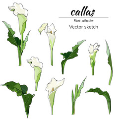 Fototapeta na wymiar Set of calla flowers cut out on a white background, vector floral illustration for postcards, design banners