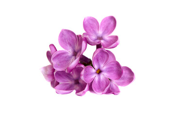 Naklejka na ściany i meble Purple lilac flower close-up isolated on white background