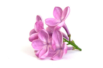 Obraz na płótnie Canvas Lilac flowers isolated on a white background