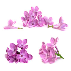 Fototapeta na wymiar Beautiful Lilac set isolated on white background