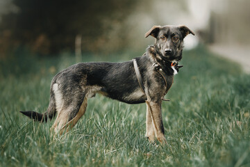 spring beautiful pictures of mongrel dogs