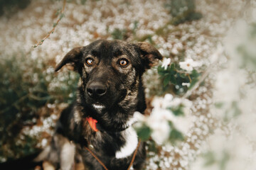 spring beautiful pictures of mongrel dogs