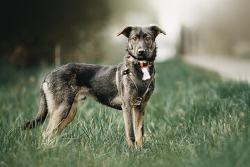 spring beautiful pictures of mongrel dogs