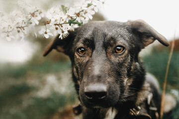 spring beautiful pictures of mongrel dogs