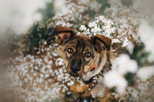 spring beautiful pictures of mongrel dogs