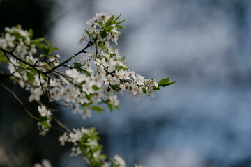 Floral background of small white and pink flowers