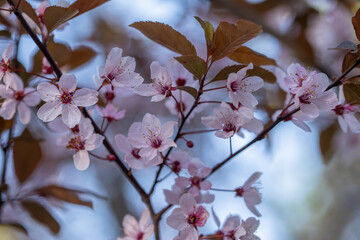 Floral background of small white and pink flowers