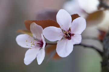 Small white flowers, cherry blossoms, macro photo