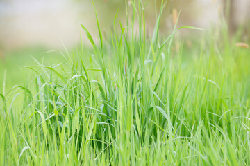 Sunlight is shining through the grassland, meadow in sunshine, farming in the coutryside, rural scene, spring and summer season 