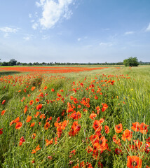 Obraz premium Wheat field and red poppy flowers, Ukraine