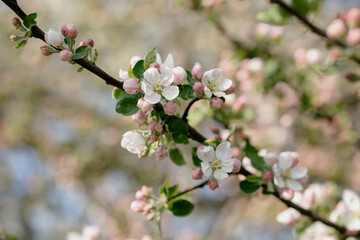 Blooming pink small spring flowers