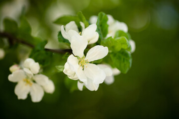 Small white flowers on a green blurred background