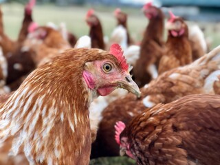 Hühner auf Bauernhof IIO