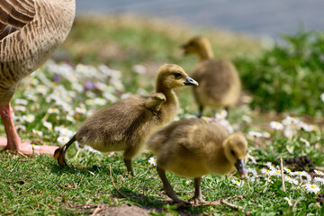 Newborn goslings on the waterfront