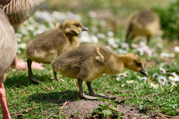 Newborn goslings on the waterfront