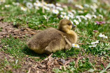 Newborn gosling on the waterfront