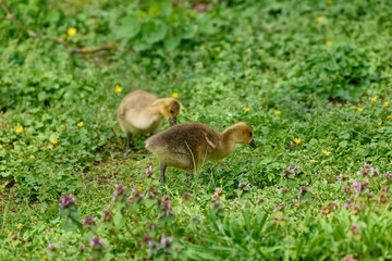 Newborn goslings on the waterfront