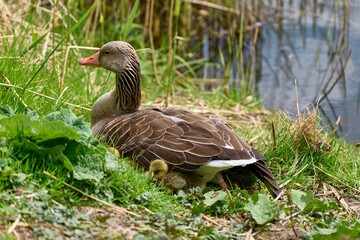 Newborn goslings and a goose on the waterfront
