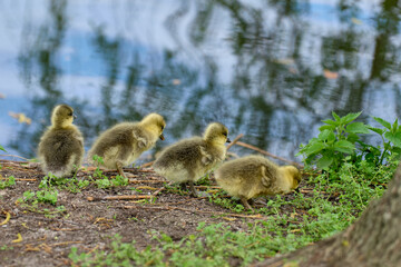 Newborn goslings on the waterfront