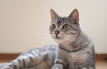 見つめる猫　サバトラ猫