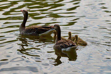 Newborn goslings and geese on the lake