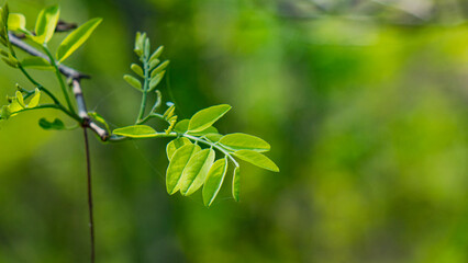Nature, plants and flowers.
