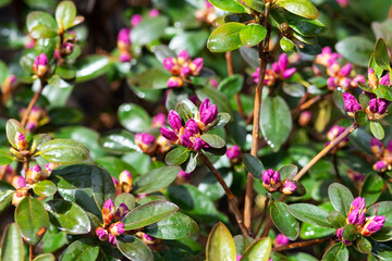 Beautiful rhododendron flowers in the park on the lawn. Blooming rose bush in the garden