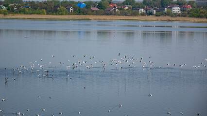 Nature. River Samara.