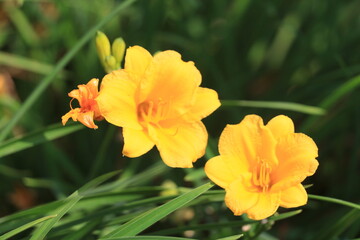 Fototapeta premium 春の花