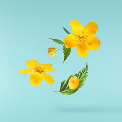 A beautiful image of sping yellow flowers flying in the air isolated on blue background.