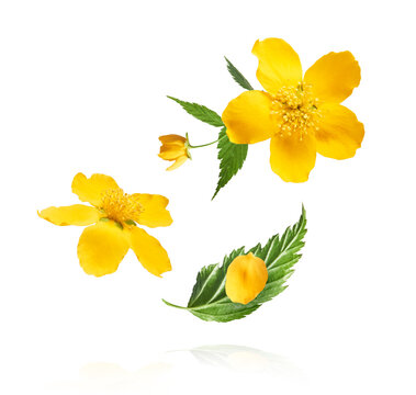 A beautiful image of sping yellow flowers flying in the air isolated on white background.