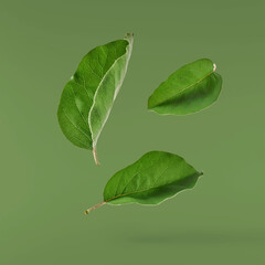 Fresh quince leaves falling in the air isolated