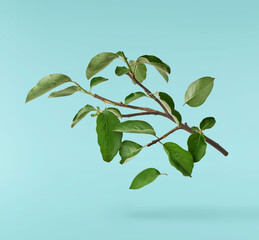 Fresh quince leaves falling in the air isolated
