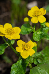 Beautiful yellow flowers of Caltha palustris on a background of green leaves. Kaluzhnitsa bolotnaya closeup