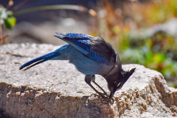 Steller's jay in Rocky Mountain National Park, Colorado, USA