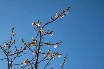 spring, may, city, street, walk, day, blue sky, branch, plum, flowers, petals, green leaves, tenderness, shine, beauty, glare, light, shadow, observations