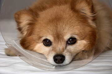 Close up of the sad face of a German Spitz dog in a veterinary collar for wound safety. A sad little dog in a veterinary clinic is being treated for a disease