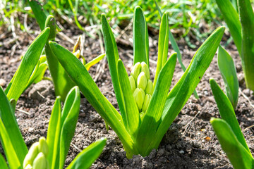 Obraz premium Hyacinth on a flowerbed closeup