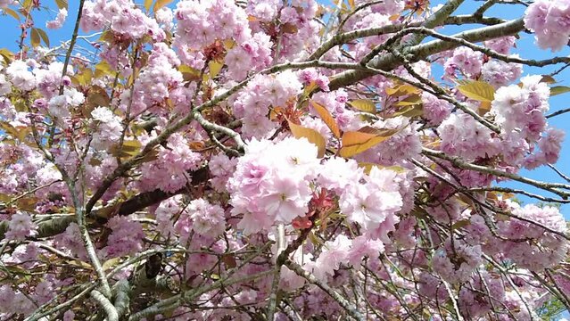 Amazing pink cherry tree blossom close up in Spring in Norfolk England 40