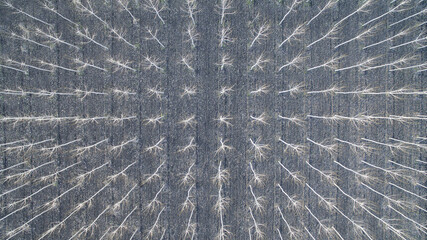 Young Orchard Early Spring Aerial View