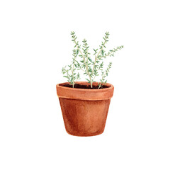 Thyme in a pot isolated on a white background. Provencal herbs in watercolor. Illustration of kitchen herbs and spices. Suitable for postcards, business cards, banners, booklets, design, textiles