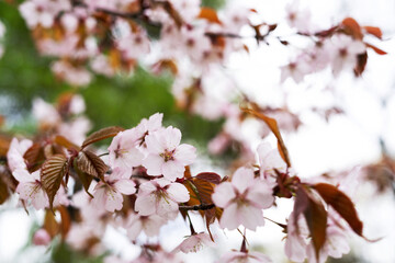 Blooming branches of the sakura tree closeup. Wild cherry blossoms with pink petals in the garden or park