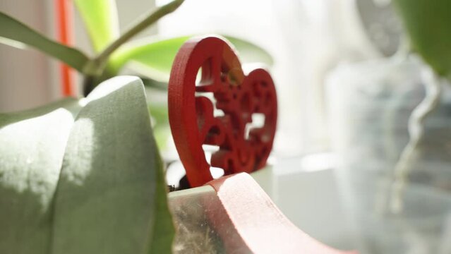 A pot with a flower of archidea in the rays of the sun with a decor in the form of a red heart