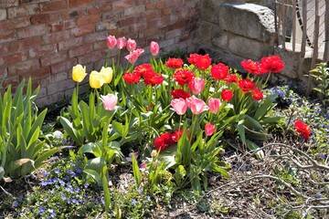 flowers in the garden