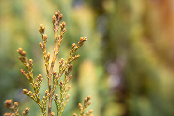 Branch with young spring shoots on a green background with a copy space. False arborvitae. Thuja occidentalis, northern white cedar, eastern white cedar, or arborvitae. Natural background