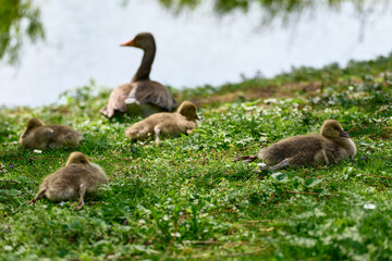 Newborn goslings and a goose on the waterfront