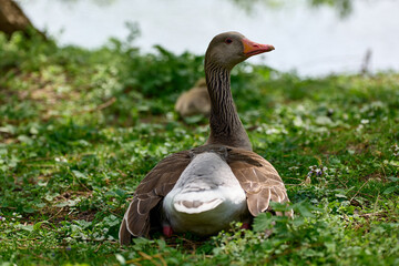 A goose on the waterfront
